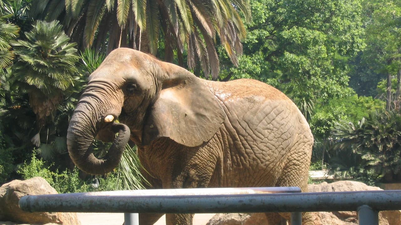Barcelona Zoo - image 8