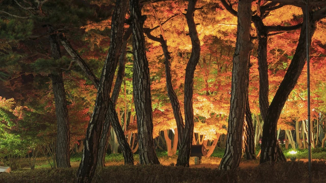 Gyeongju Autumn Foliage One Day Tour from Busan - image 7