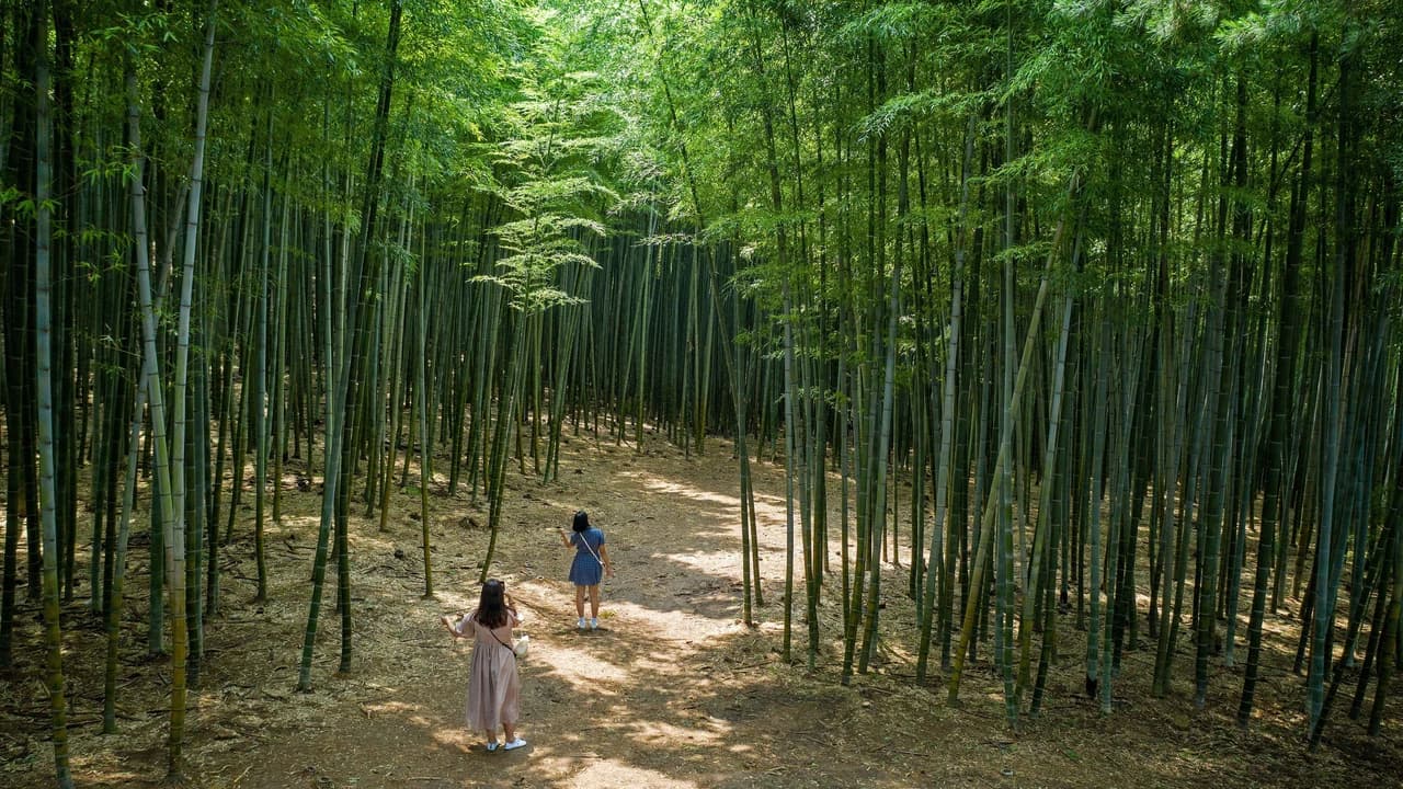 Busan Local Life Tour: Bamboo Forest, Haedongyonggungsa Temple, Gamcheon Culture Village