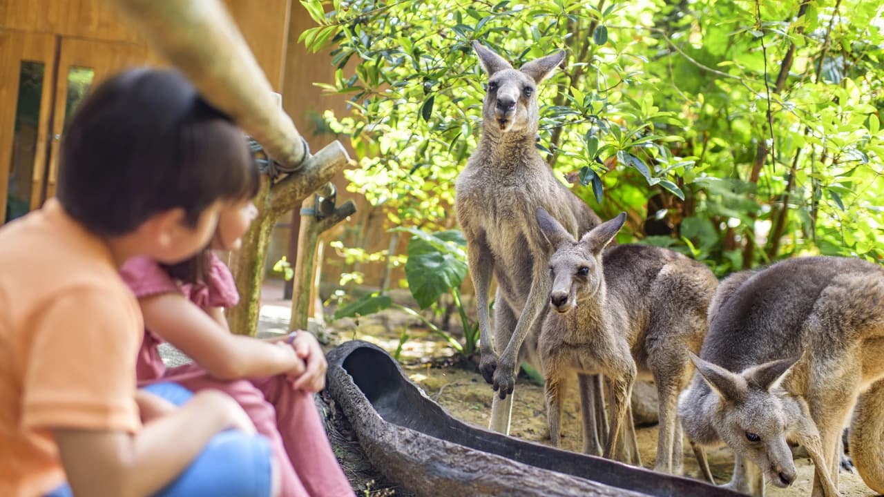 COMBO: Singapore Zoo + River Wonders Ticket - Photo 3