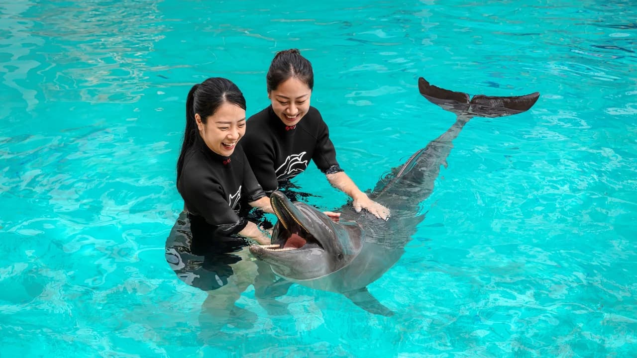 Dolphin Experiences at Marine Mammal Habitat Sentosa - Photo 2