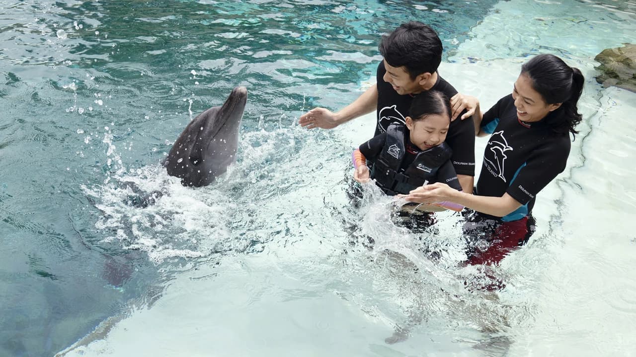 Dolphin Experiences at Marine Mammal Habitat Sentosa - Photo 3
