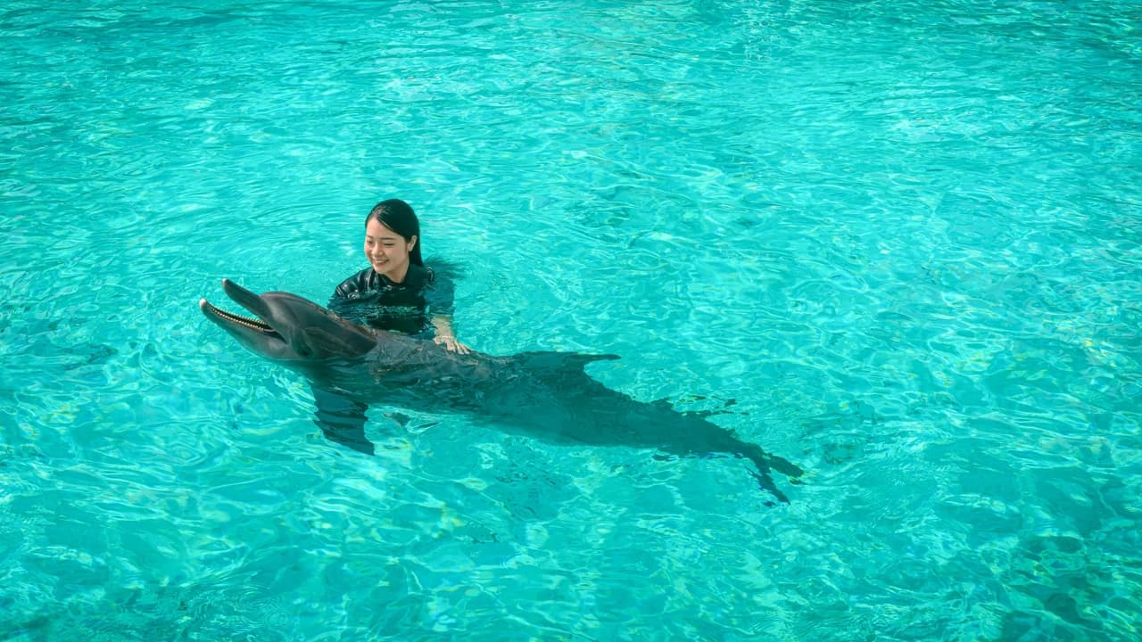 Dolphin Experiences at Marine Mammal Habitat Sentosa - Photo 4