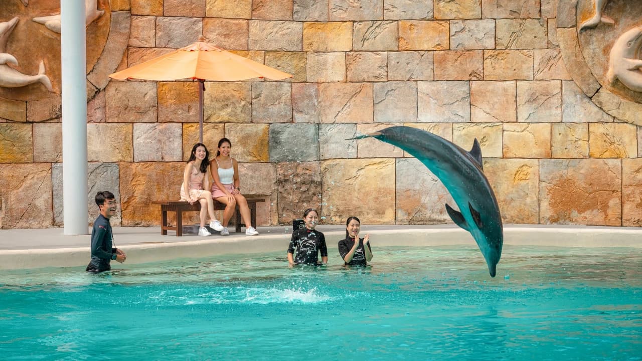 Dolphin Experiences at Marine Mammal Habitat Sentosa - image 6