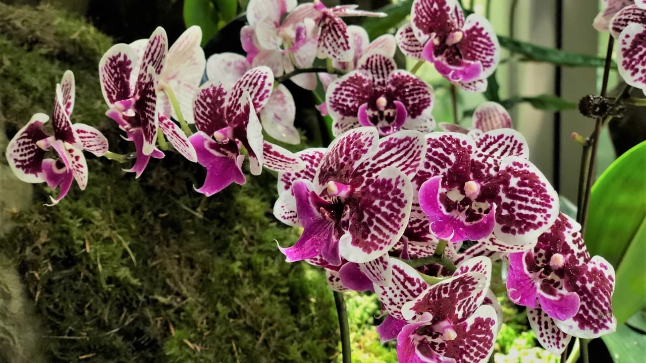 COMBO: Gardens by the Bay - Floral Fantasy + National Orchid Garden - Photo 4