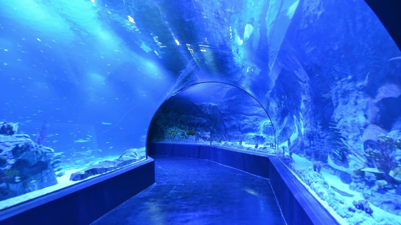 Atlantis Aquarium Madrid Ticket - Photo 3