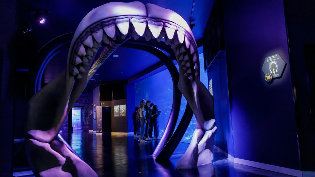 Atlantis Aquarium Madrid Ticket - Photo 5