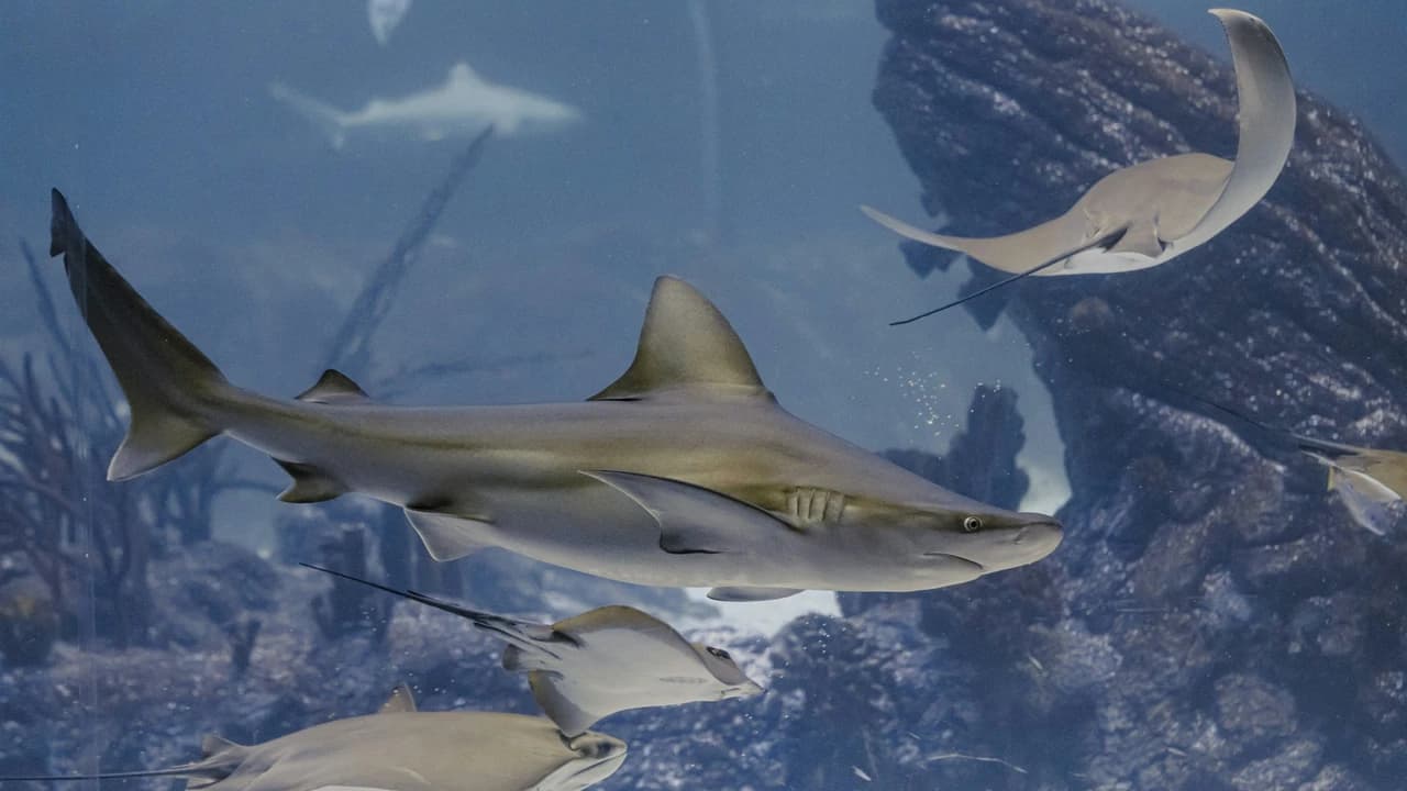 Atlantis Aquarium Madrid Ticket - image 6
