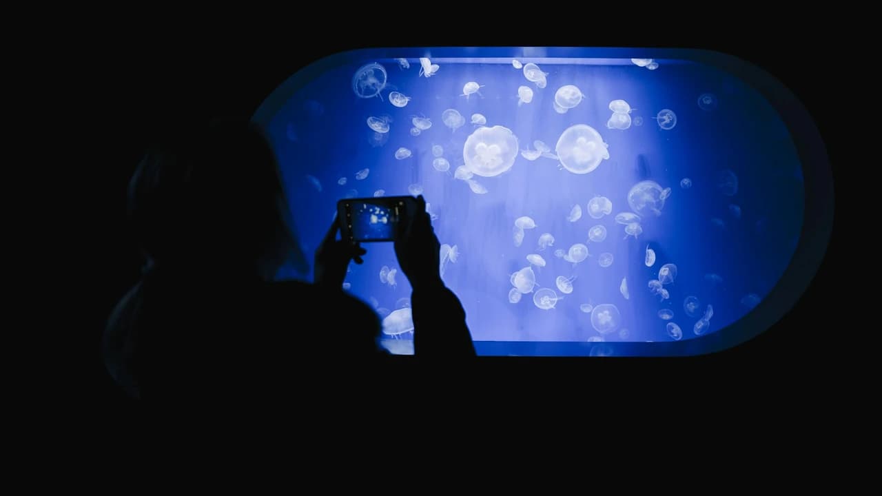 Oceanogràfic de Valencia Ticket - Photo 3