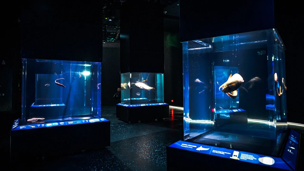 COMBO: Singapore Cable Car + Singapore Oceanarium + Albatross Hop-On Hop-Off Speedboat Tickets - Photo 3