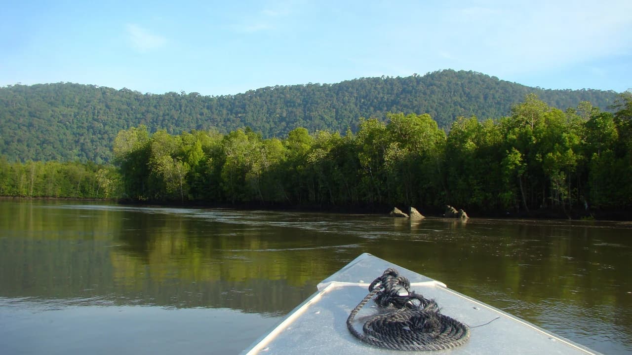 Langkawi Mangrove River Cruise and Snorkeling