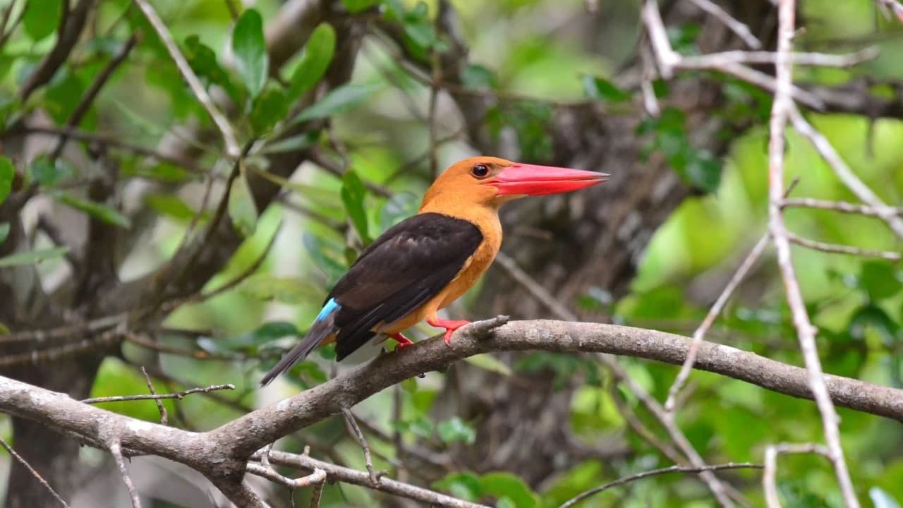 Langkawi Mangrove River Cruise and Snorkeling - Photo 4