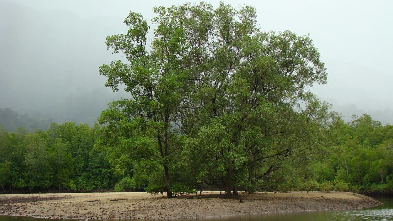 Langkawi Mangrove River Cruise and Snorkeling - Photo 5