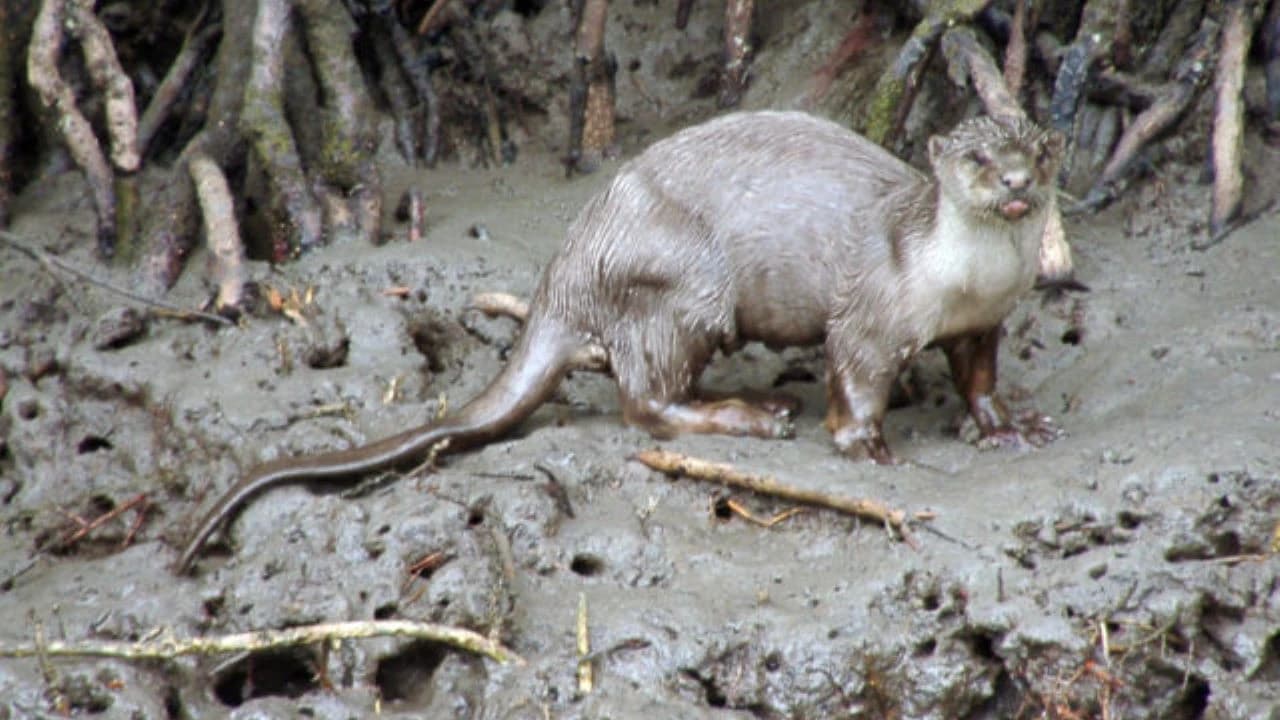 Langkawi Mangrove River Cruise and Snorkeling - image 7