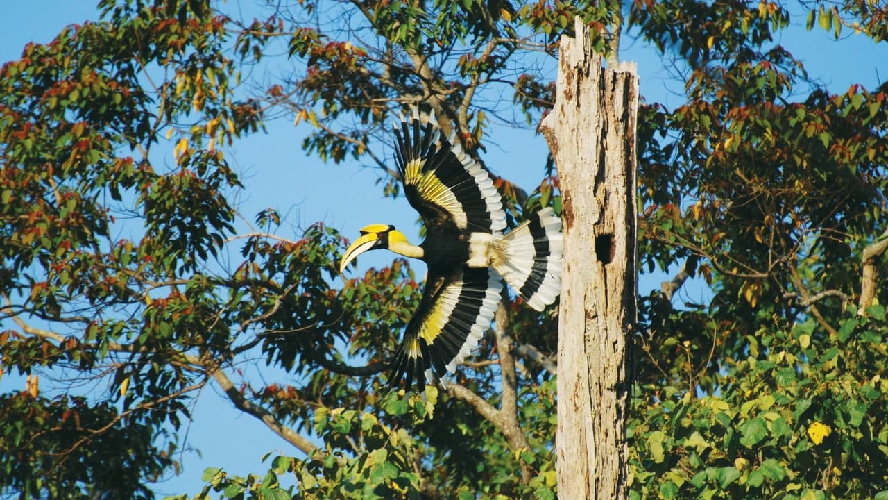 Langkawi Birdwatching Experience Tour - Half Day