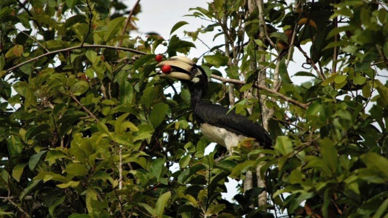 Langkawi Birdwatching Experience Tour - Half Day - image 7