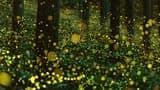 Fireflies Boat Cruise in Kuala Selangor - Photo 4