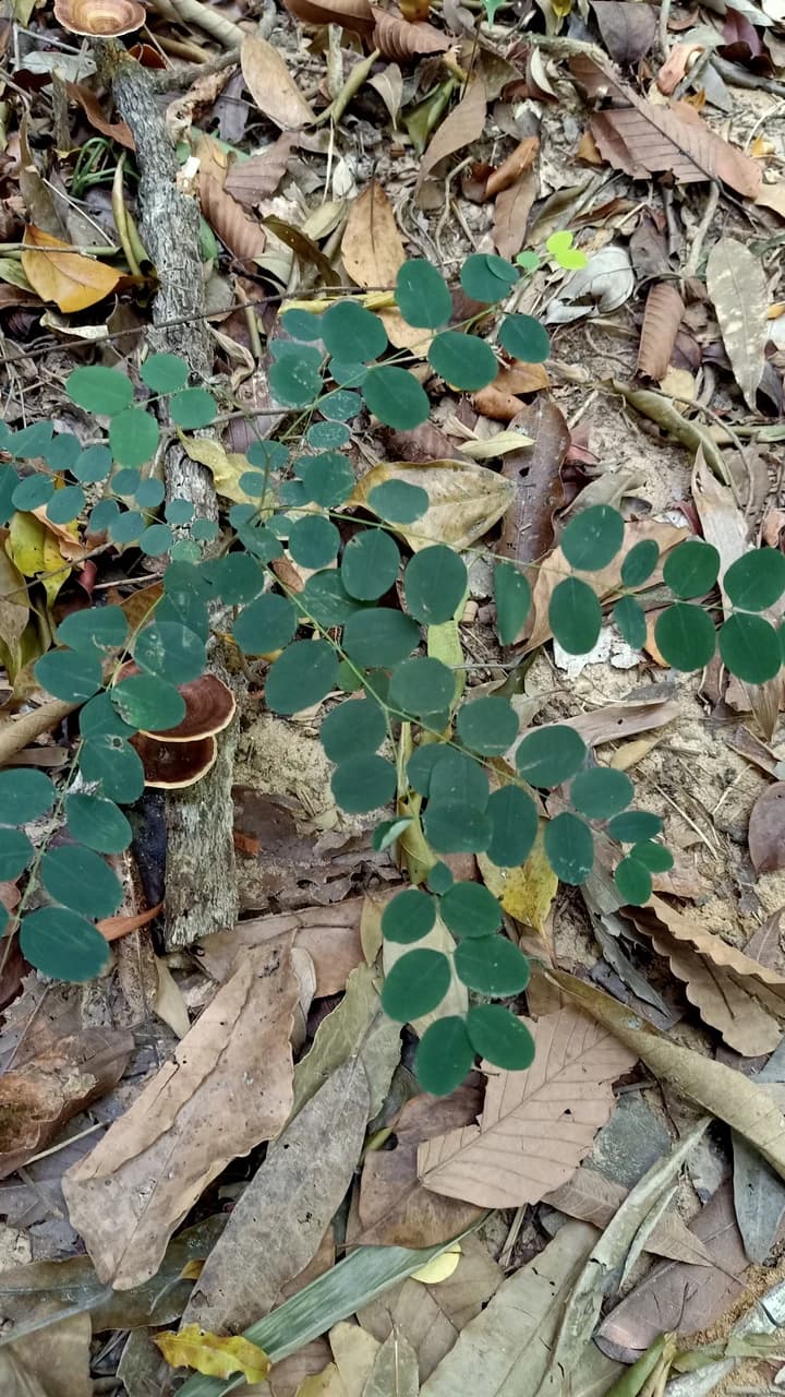 Langkawi Morning Rainforest Walking Tour - Photo 5