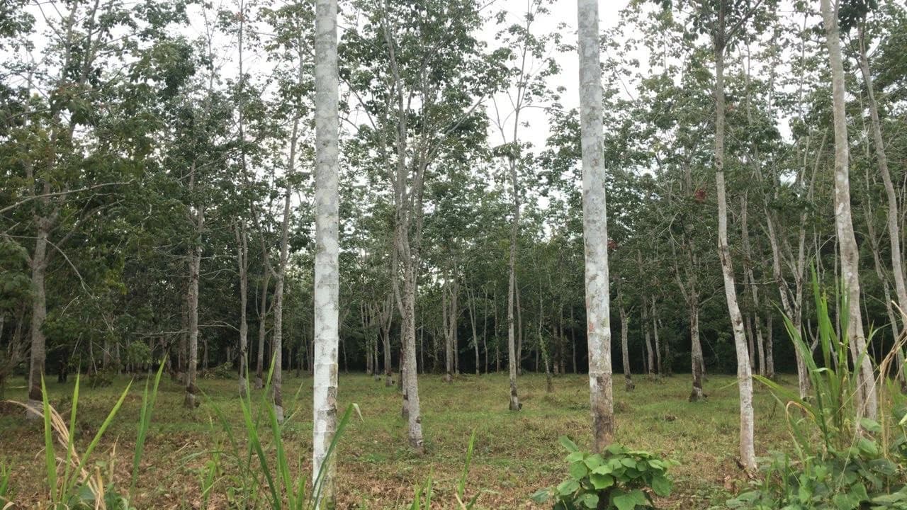 Langkawi Countryside Biking Tour - image 6