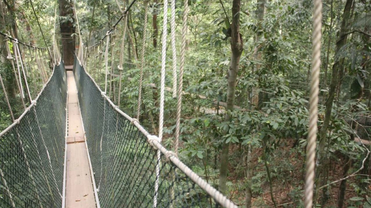 Taman Negara National Park Tour from Kuala Lumpur - image 6