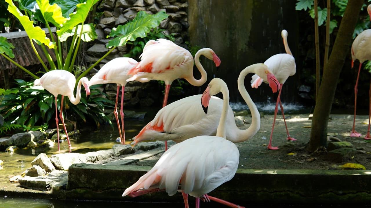 Penang Bird Park