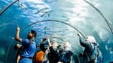 COMBO: Underwater World Langkawi + Crocodile Adventureland - image 8