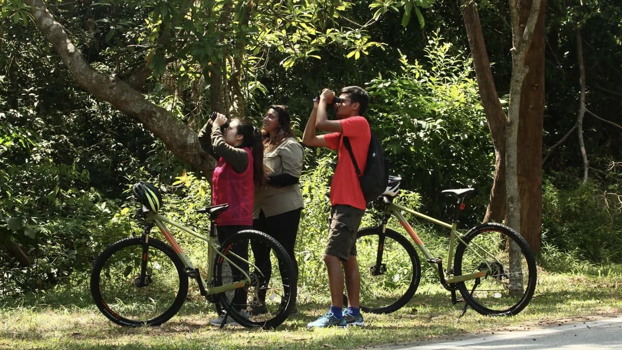 Desaru Coast Birdwatching Experience