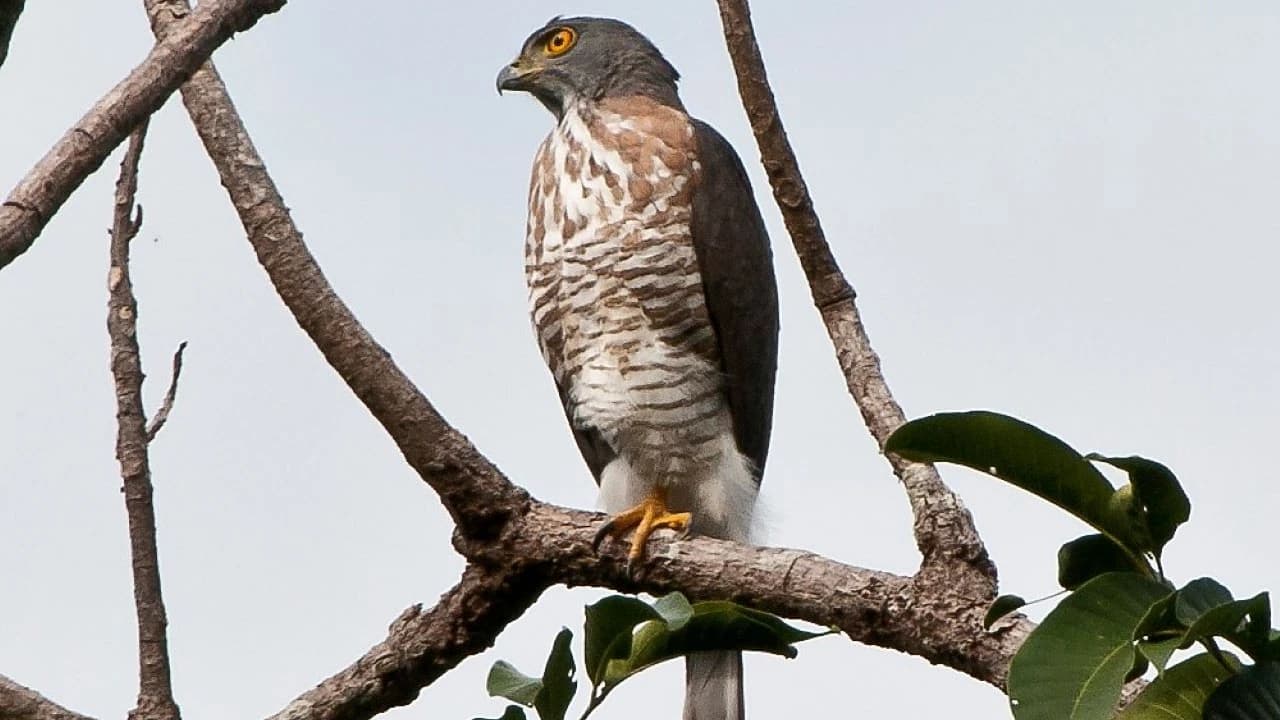 Desaru Coast Birdwatching Experience - Photo 3