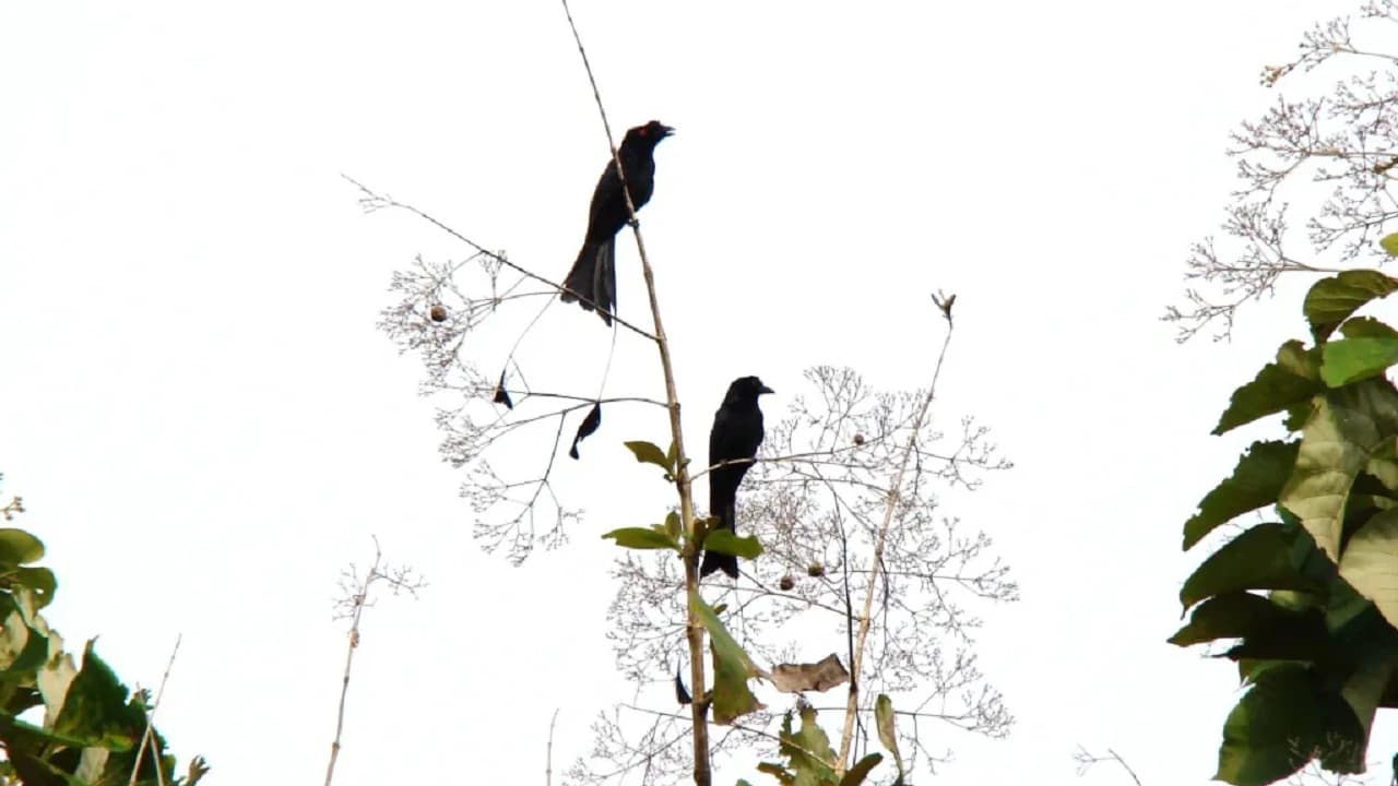 Desaru Coast Birdwatching Experience - image 6