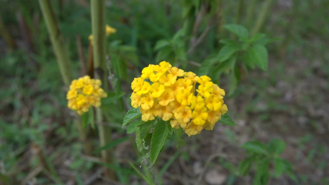 Desaru Riverside Garden Guided Walk