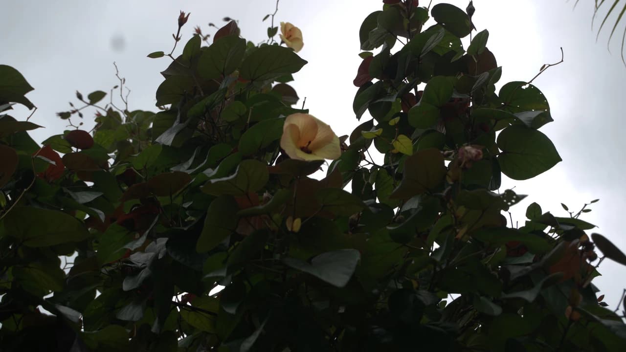 Desaru Riverside Garden Guided Walk - image 7