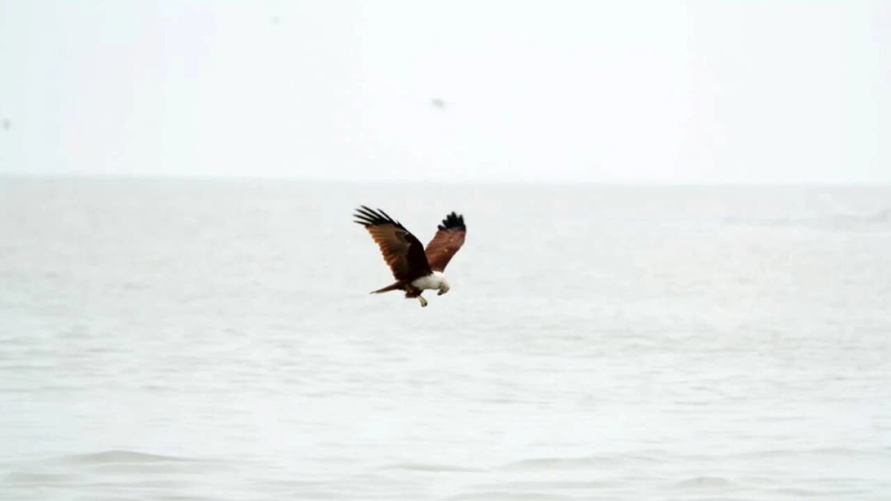 Eagle Watching Experience in Kuala Selangor - Photo 5