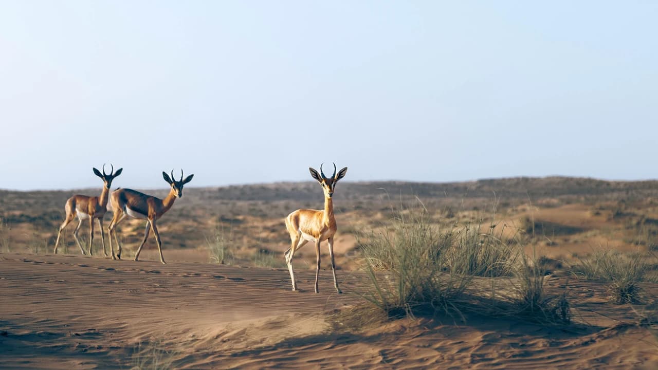 Conservation Drive & Breakfast at Al Maha - Photo 2