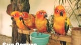 KL Bird Park Admission Ticket With One Way Transfer - image 8
