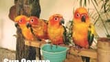 KL Bird Park Admission Ticket With One Way Transfer - image 7