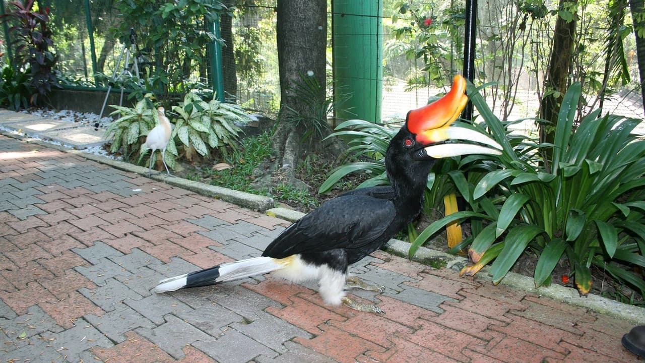 KL Bird Park Admission Ticket With One Way Transfer - Photo 4