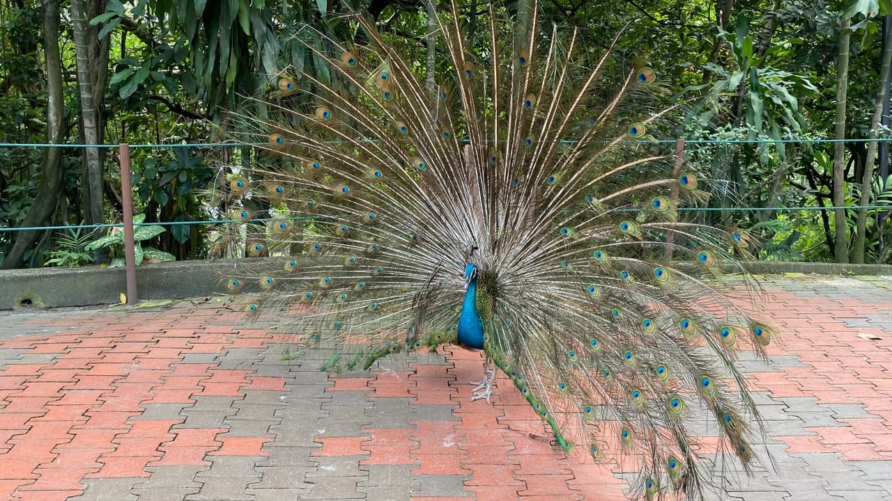 Private KL Flora & Fauna Half Day Tour