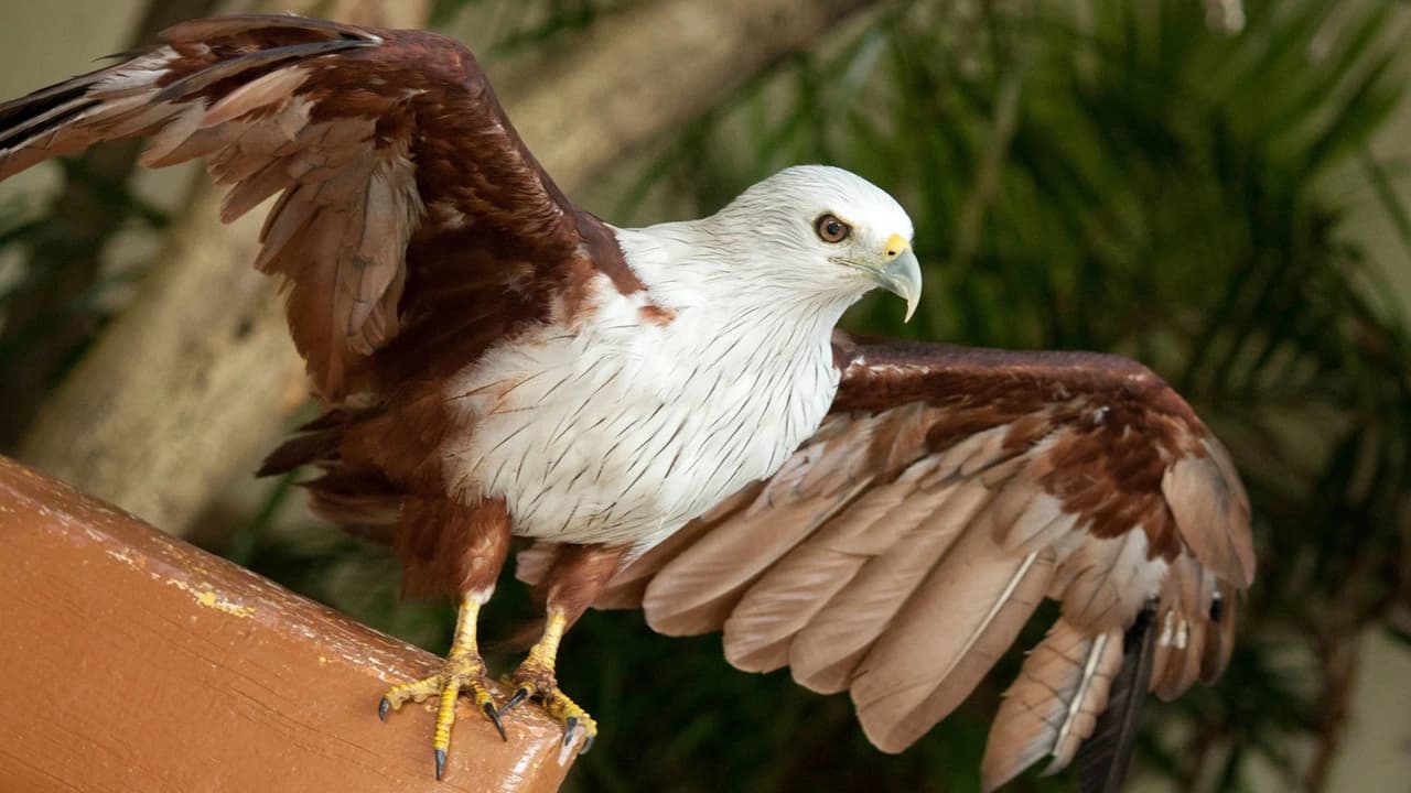 Kuala Lumpur Aquaria KLCC, Bird & Butterfly Park Tour - image 8