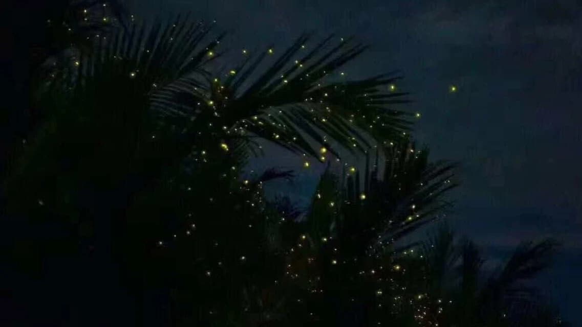 Kuala Lumpur Fireflies, Batu Caves & Malawati Hill Private Tour - image 6