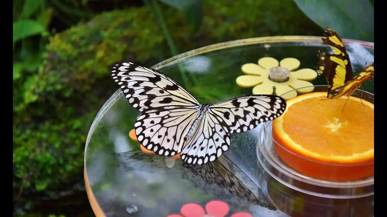 Dubai Butterfly Garden