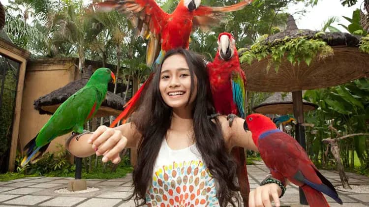 Bali Bird Park Ticket - image 8